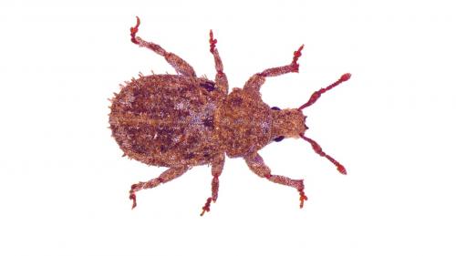 Trachyphloeus spinimanus
